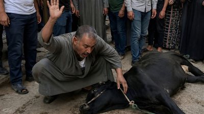 اشتري زوجي عجلا 